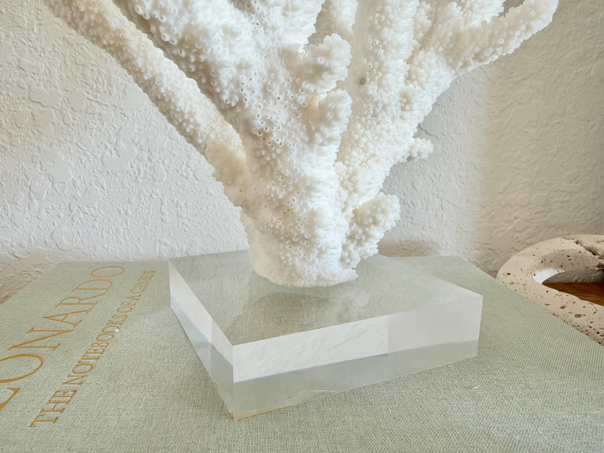 Real Branch Coral Fossil Specimen: 15.25" x 12" x 7.25" Coastal Décor (Lucite Mount)