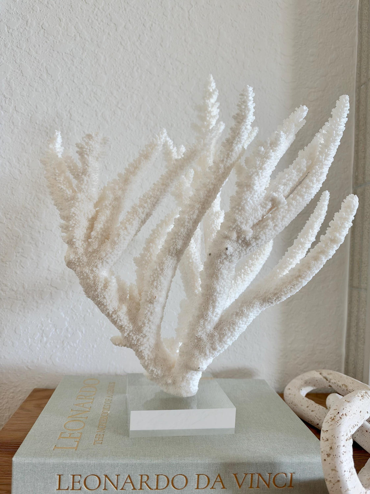 Real Branch Coral Fossil Specimen: 15.25" x 12" x 7.25" Coastal Décor (Lucite Mount)