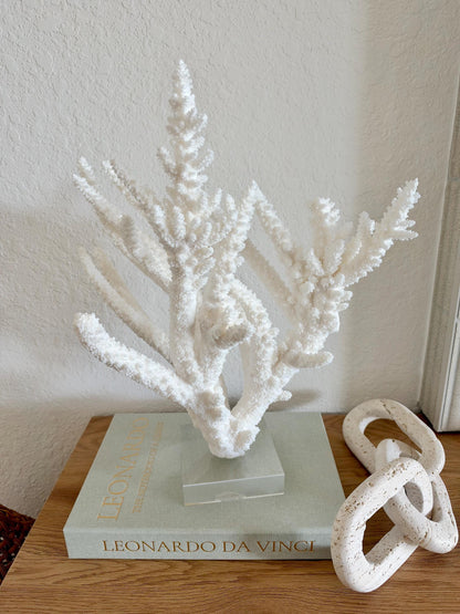 Real Branch Coral Fossil Specimen: 15.25" x 12" x 7.25" Coastal Décor (Lucite Mount)