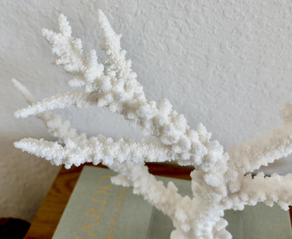 Real Branch Coral Fossil Specimen: 13.5" x 10.5" x 4" Coastal Décor (Lucite Mount)