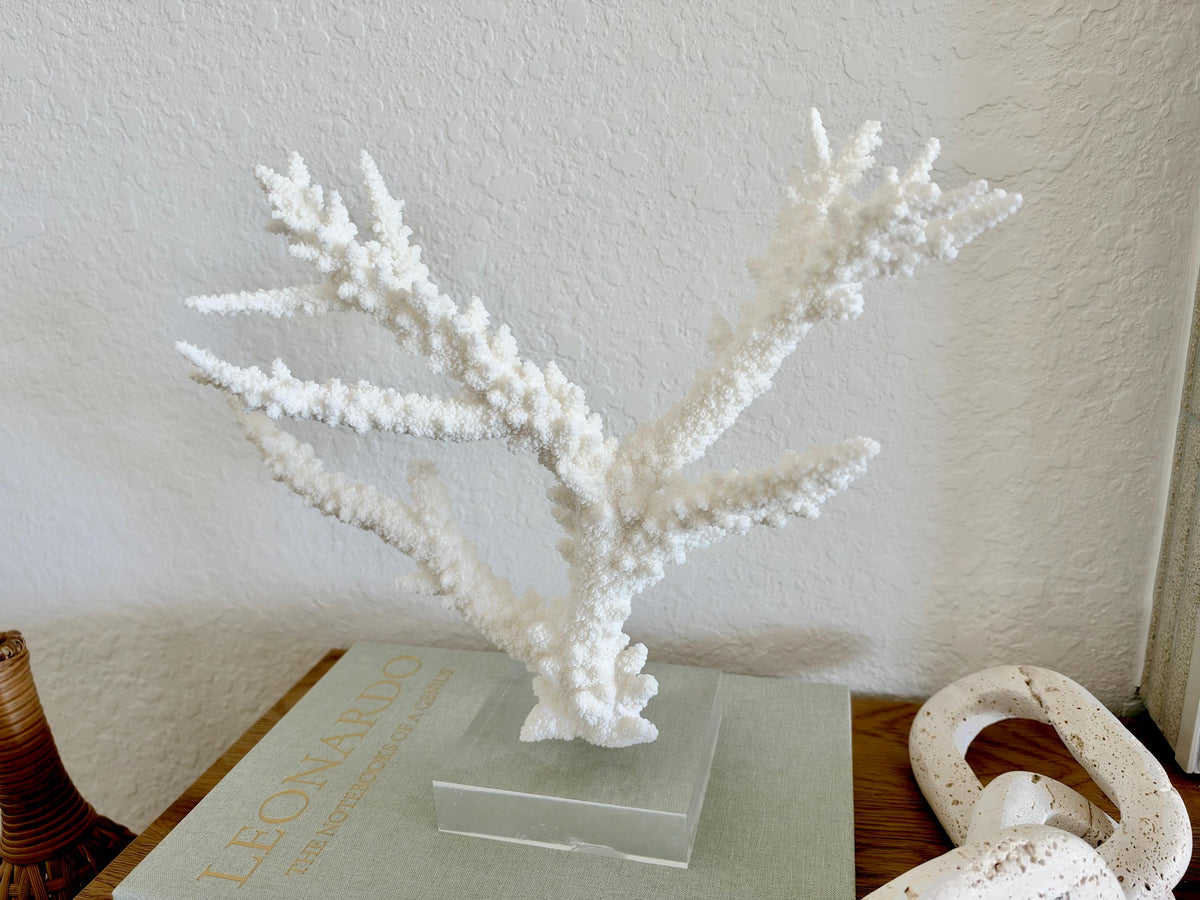Real Branch Coral Fossil Specimen: 13.5" x 10.5" x 4" Coastal Décor (Lucite Mount)