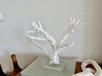 Real Branch Coral Fossil Specimen: 13.5" x 10.5" x 4" Coastal Décor (Lucite Mount)