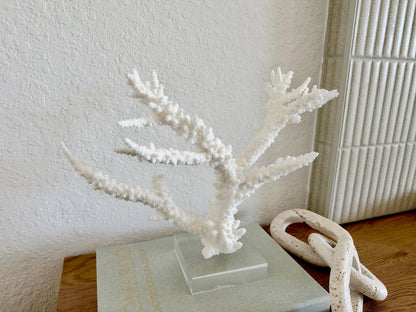 Real Branch Coral Fossil Specimen: 13.5" x 10.5" x 4" Coastal Décor (Lucite Mount)