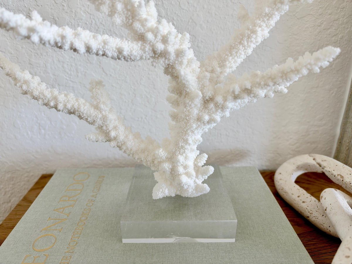 Real Branch Coral Fossil Specimen: 13.5" x 10.5" x 4" Coastal Décor (Lucite Mount)