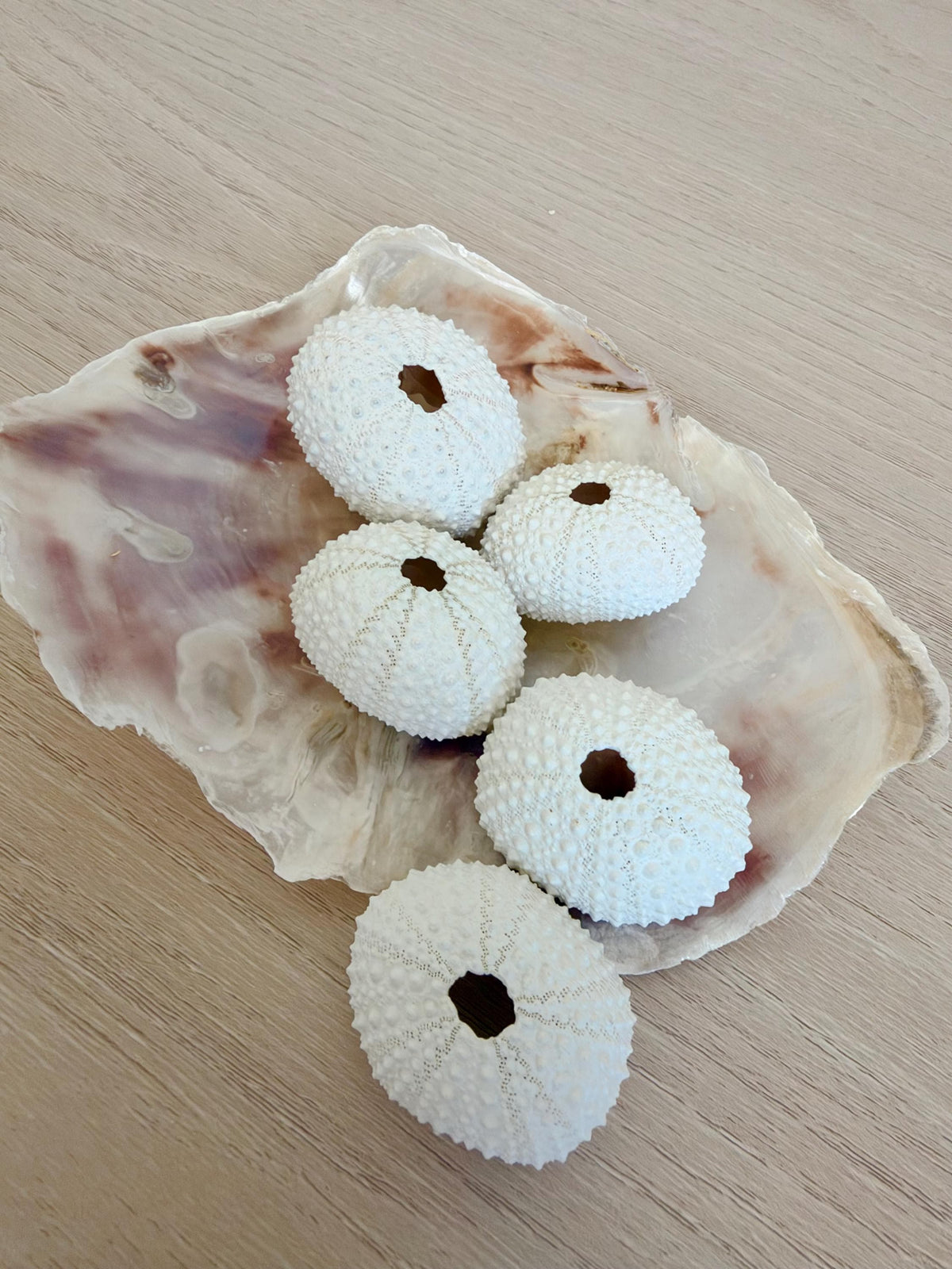 Handmade White Sea Urchin Ornaments: Set of 5, Natural Seashell Christmas Tree Decoration