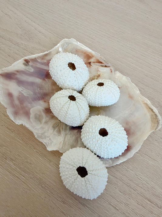 Handmade White Sea Urchin Ornaments: Set of 5, Natural Seashell Christmas Tree Decoration