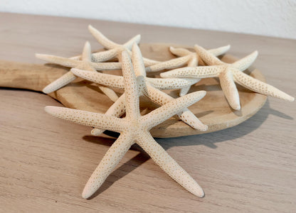 Handmade White Pencil Starfish Ornaments: Set of 6, Natural Seashell Christmas Tree Decoration