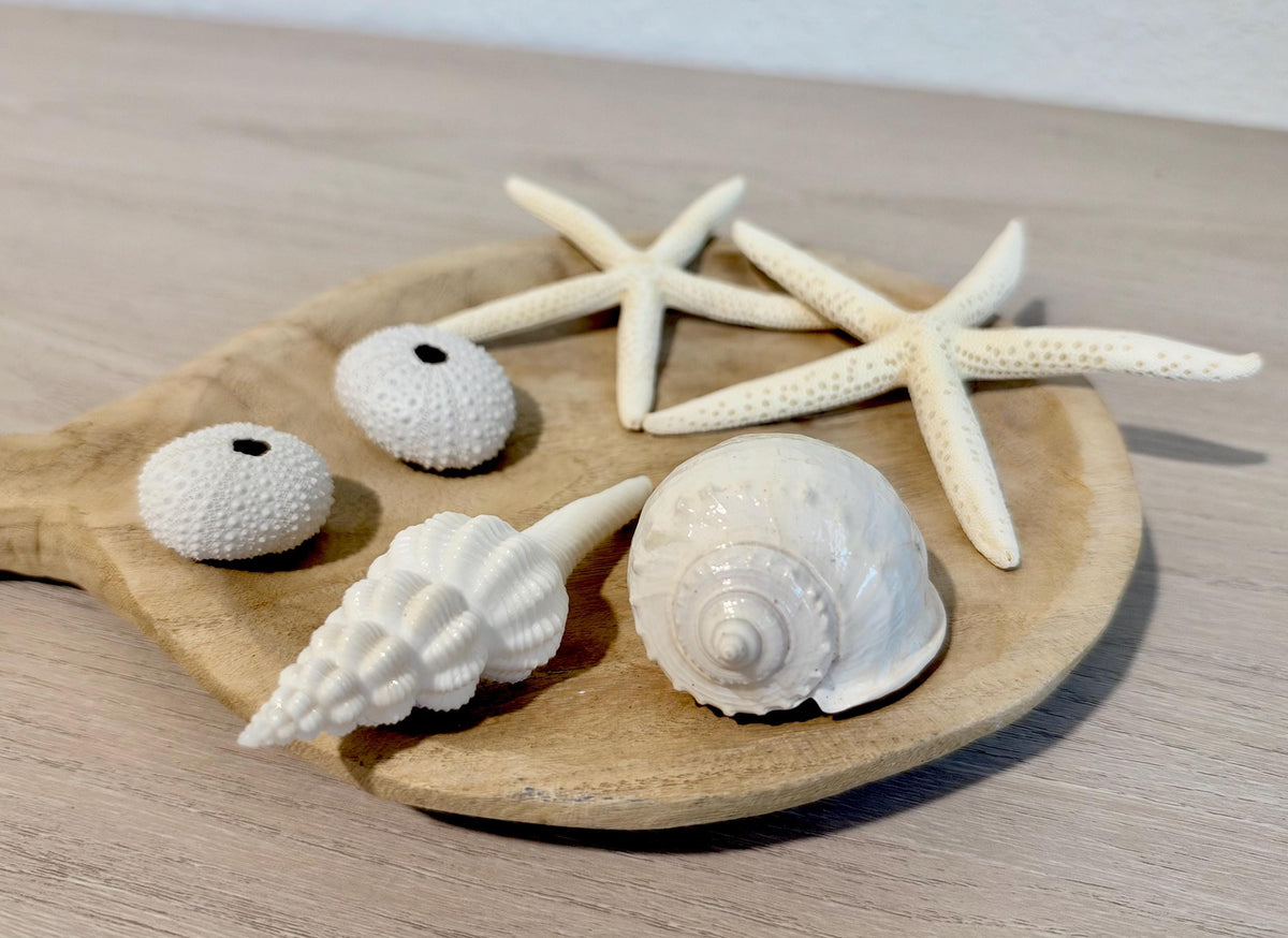 Handmade White Seashells, Urchins, Starfish Ornaments: Set of 6, Natural Christmas Tree Decoration
