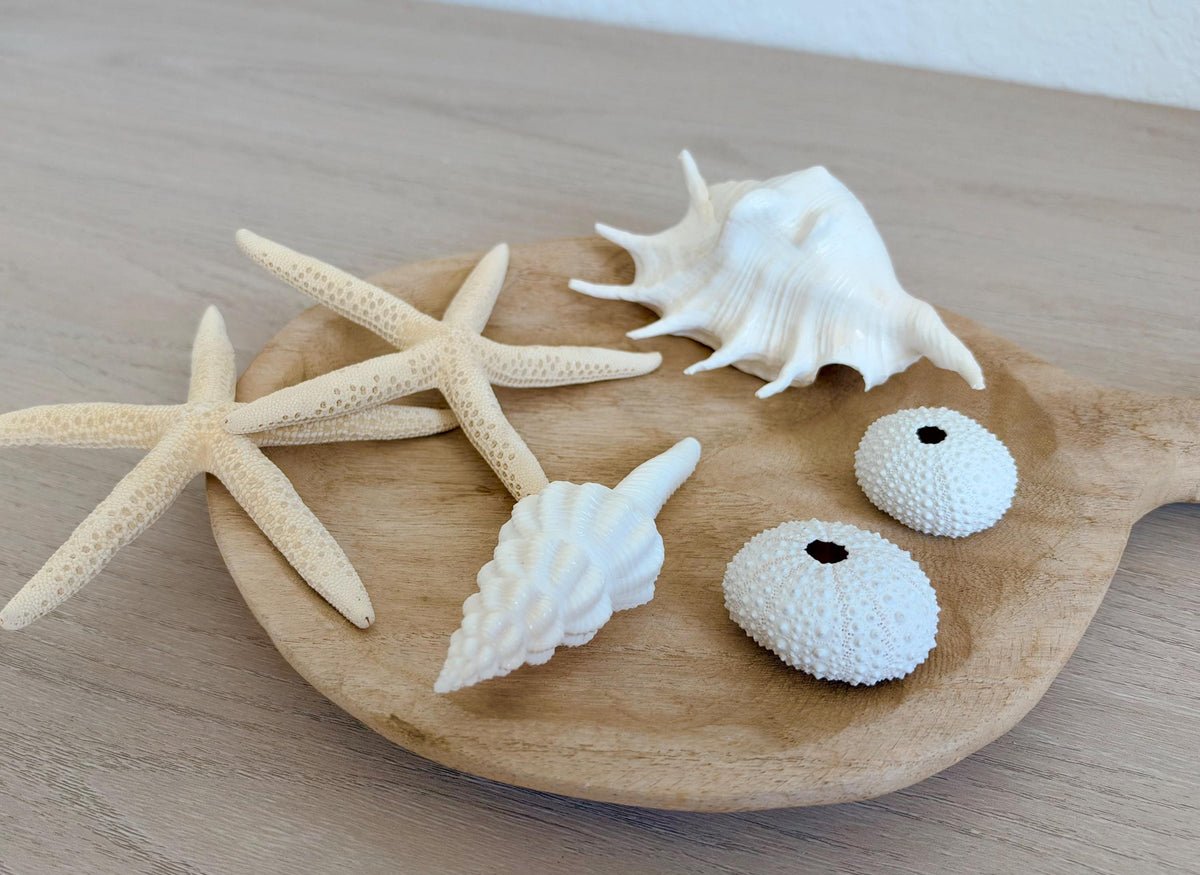 Handmade White Seashells, Urchins, Starfish Ornaments: Set of 6, Natural Christmas Tree Decoration