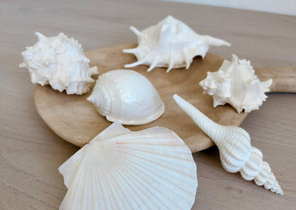 Handmade White Seashells Ornaments: Set of 6 Natural Shells Christmas Tree Decoration