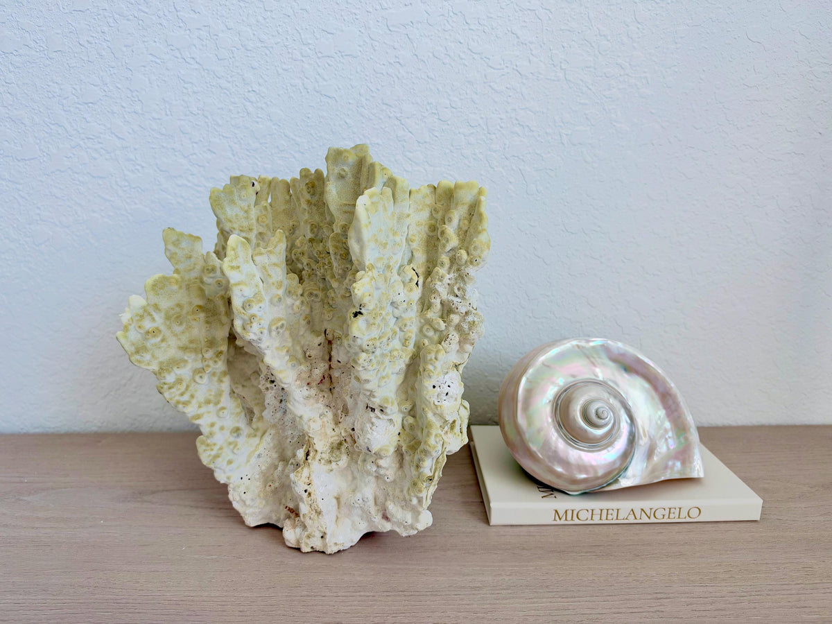 Natural Fire Slab Fossil: 14" x 14" x 12" Coastal Beach House GreenDécor