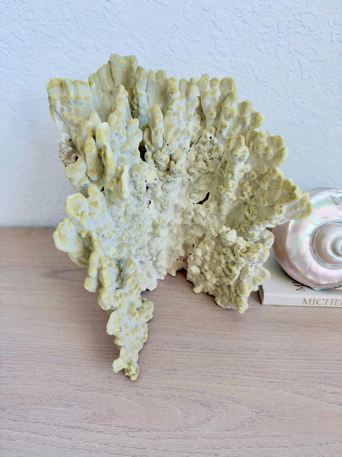 Natural Fire Slab Fossil: 14" x 14" x 12" Coastal Beach House GreenDécor