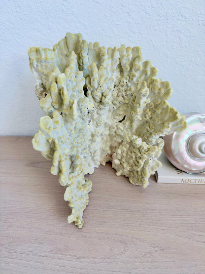 Natural Fire Slab Fossil: 14" x 14" x 12" Coastal Beach House GreenDécor
