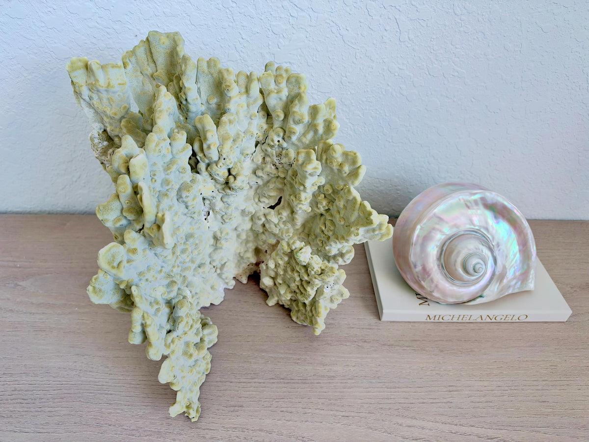 Natural Fire Slab Fossil: 14" x 14" x 12" Coastal Beach House GreenDécor
