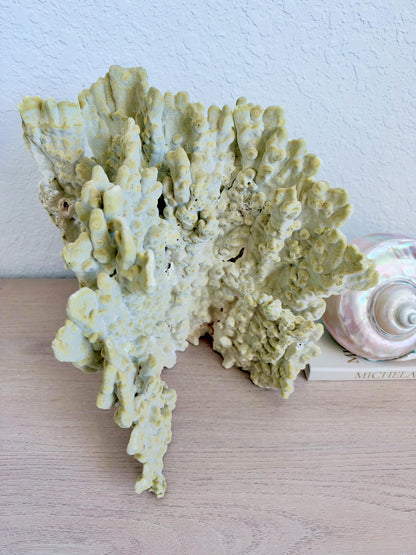 Natural Fire Slab Fossil: 14" x 14" x 12" Coastal Beach House GreenDécor