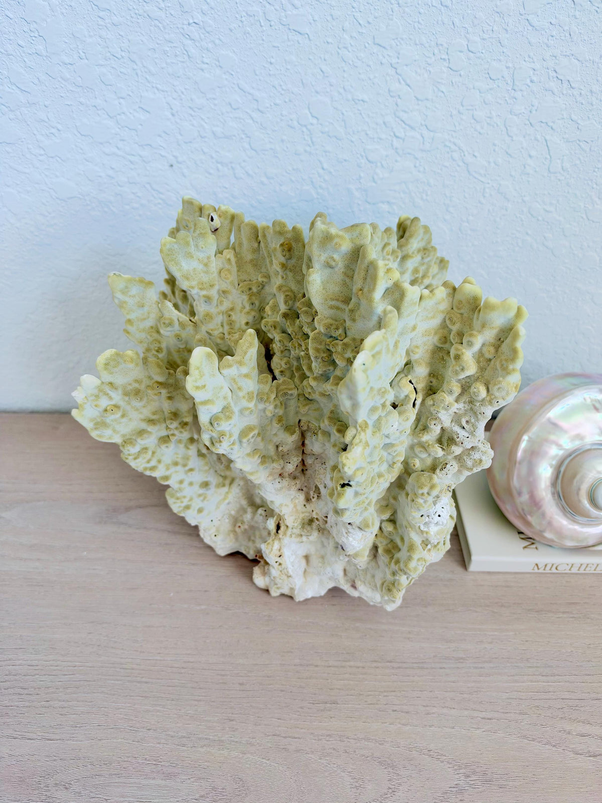 Natural Fire Slab Fossil: 14" x 14" x 12" Coastal Beach House GreenDécor