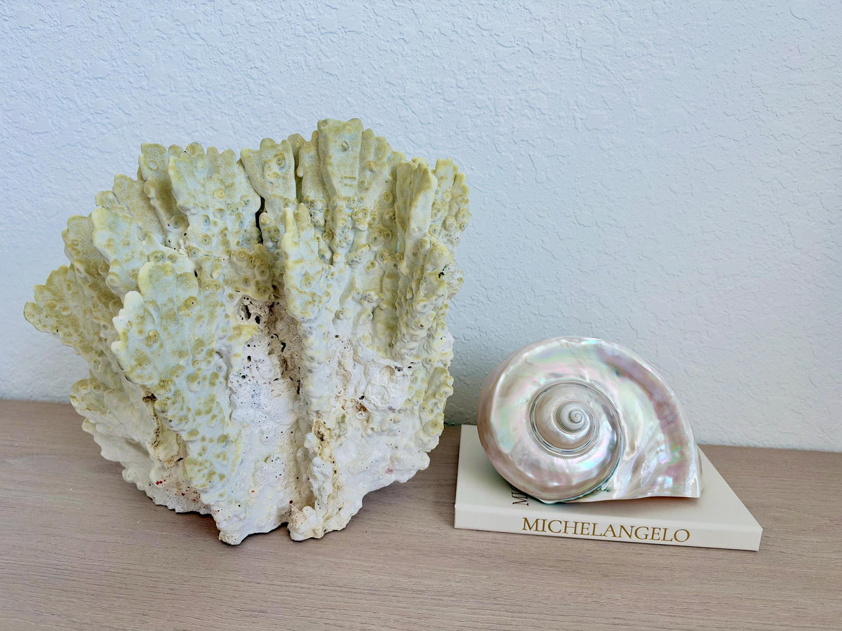 Natural Fire Slab Fossil: 14" x 14" x 12" Coastal Beach House GreenDécor