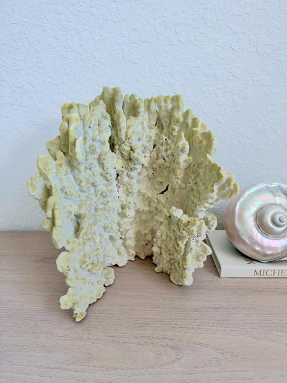 Natural Fire Slab Fossil: 14" x 14" x 12" Coastal Beach House GreenDécor
