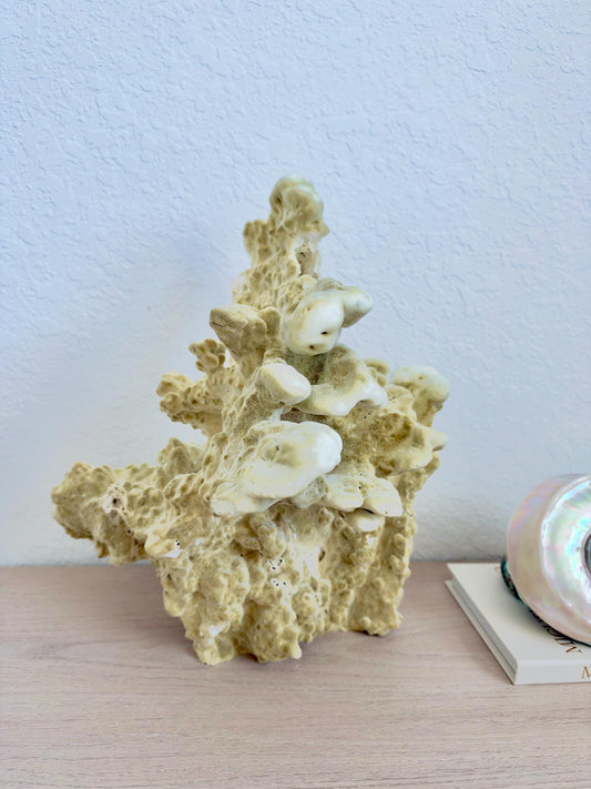 Natural Fire Slab Fossil: 15" x 13" x 12" Coastal Beach House Green Décor