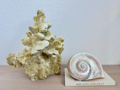 Natural Fire Slab Fossil: 15" x 13" x 12" Coastal Beach House Green Décor