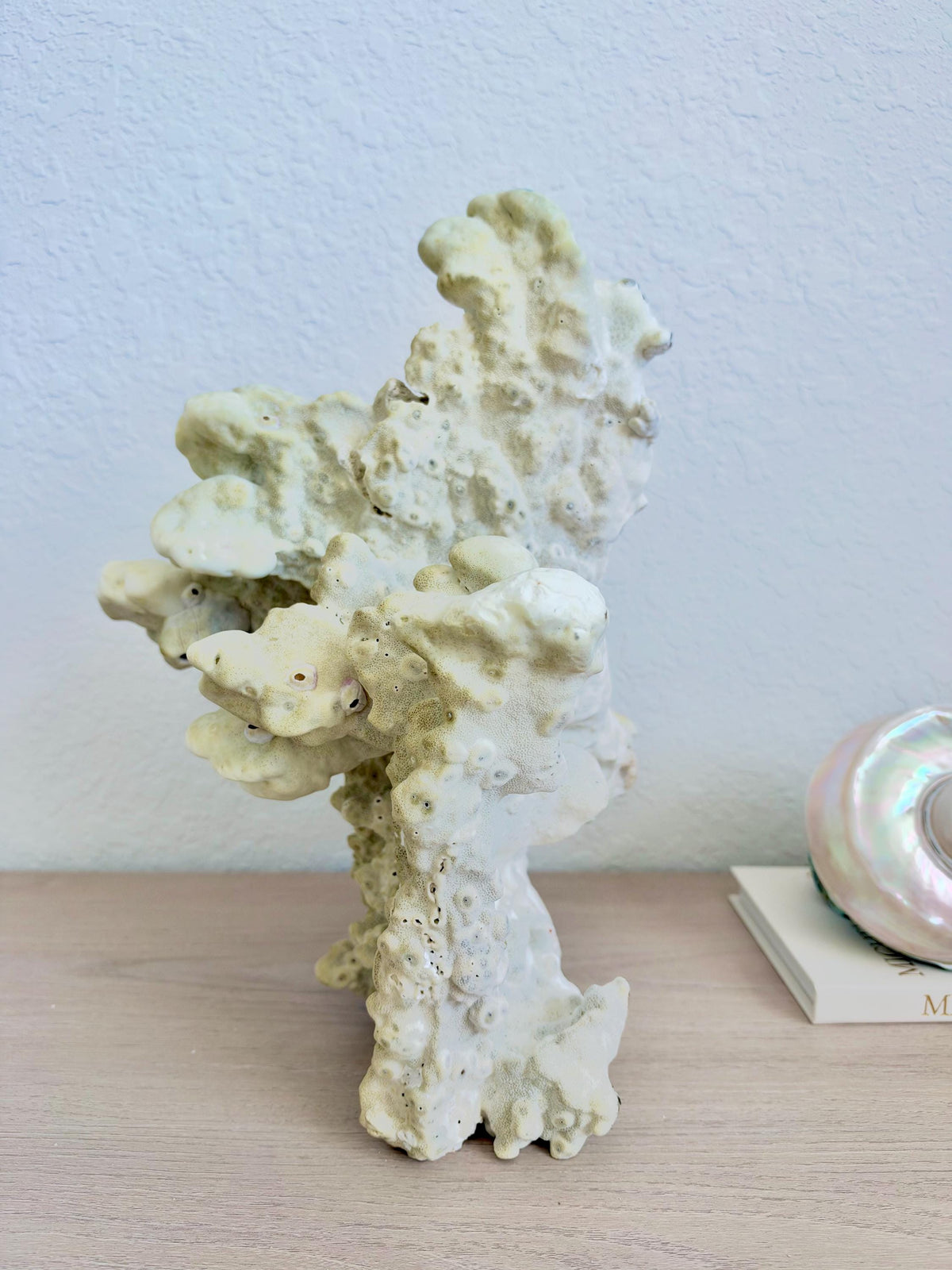 Natural Fire Slab Fossil: 15" x 13" x 12" Coastal Beach House Green Décor