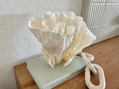Natural Poca Coral Fossil: 11" x 10" x 9" Coastal Beach House White Décor