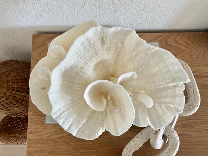 Natural Poca Coral Fossil: 11" x 8" x 7" Coastal Beach House White Décor
