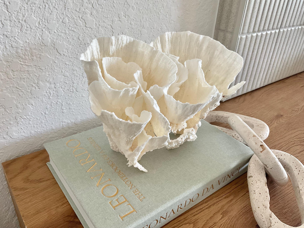 Natural Poca Coral Fossil: 10" x 7" x 7" Coastal Beach House White Décor