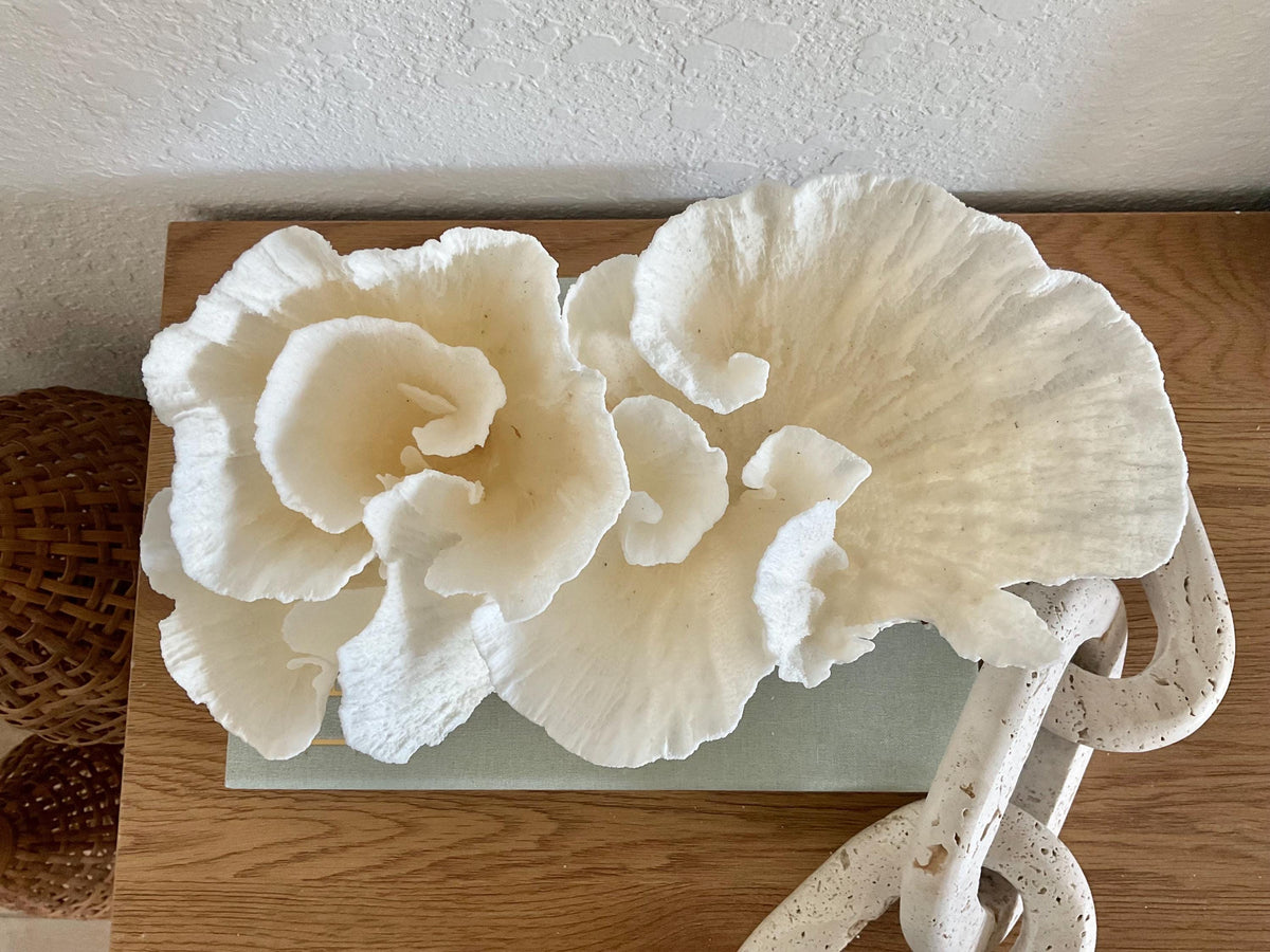 Natural Poca Coral Fossil: 10" x 7" x 7" Coastal Beach House White Décor