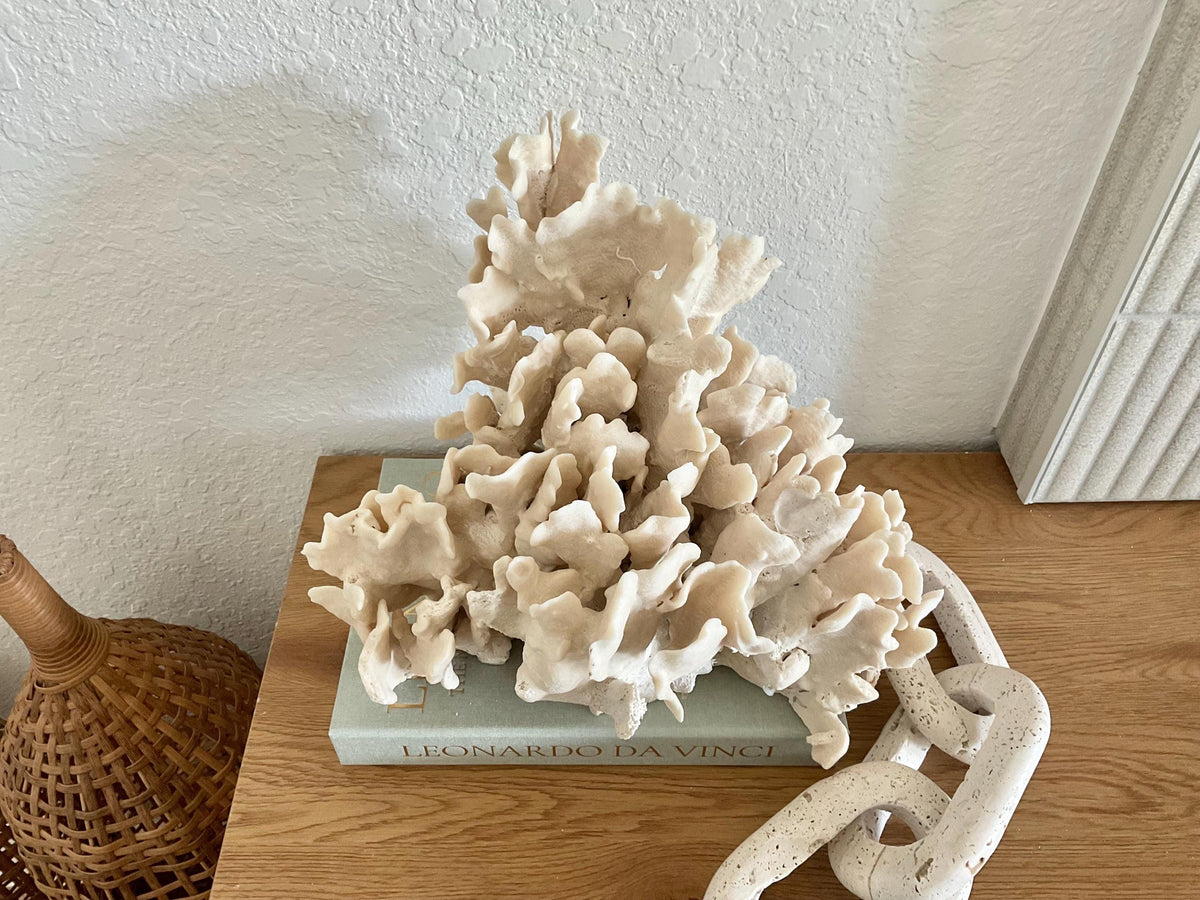 Beige Cactus Coral Fossil 13" x 11" x 10" XL Extra Large 100% Natural Specimen
