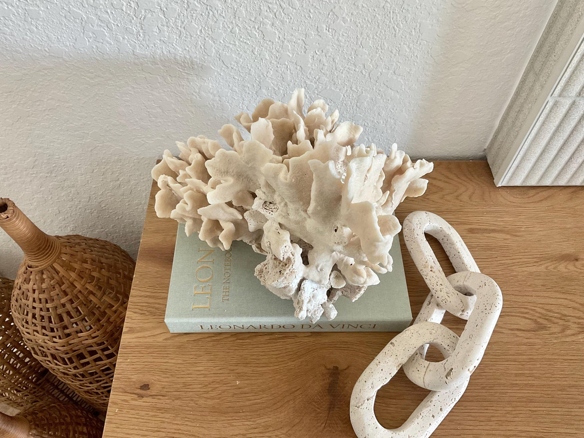 Beige Cactus Coral Fossil 13" x 11" x 10" XL Extra Large 100% Natural Specimen