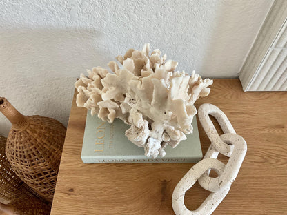 Beige Cactus Coral Fossil 13" x 11" x 10" XL Extra Large 100% Natural Specimen