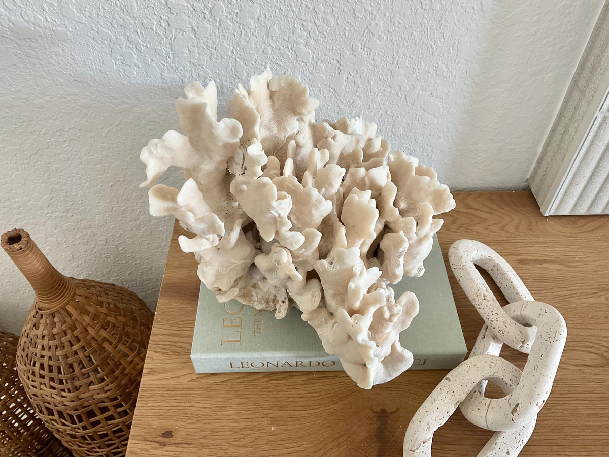 Beige Cactus Coral Fossil 13" x 11" x 10" XL Extra Large 100% Natural Specimen