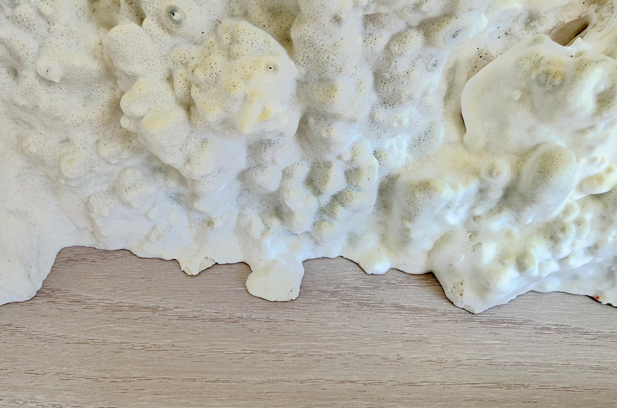 Natural Fire Slab Fossil: 18" x 8" x 6" Coastal Beach House Green Décor