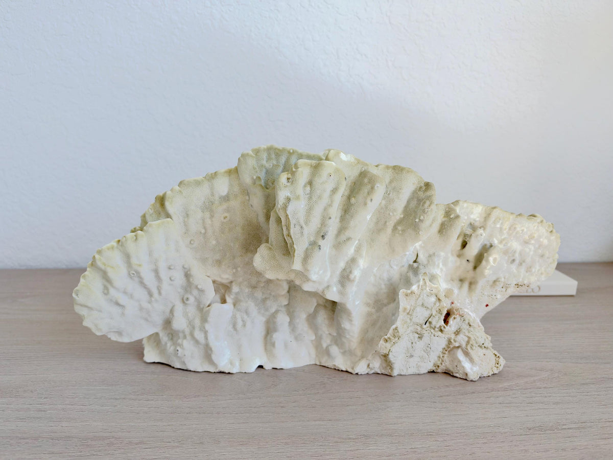 Natural Fire Slab Fossil: 18" x 8" x 6" Coastal Beach House Green Décor