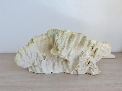 Natural Fire Slab Fossil: 18" x 8" x 6" Coastal Beach House Green Décor