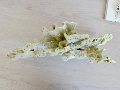 Natural Fire Slab Fossil: 18" x 8" x 6" Coastal Beach House Green Décor