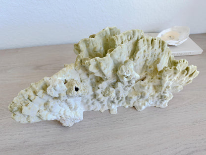 Natural Fire Slab Fossil: 18" x 8" x 6" Coastal Beach House Green Décor
