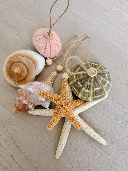 Handmade Seashells, Urchins, Starfish Ornament Set of 6, Natural Christmas Tree Decoration