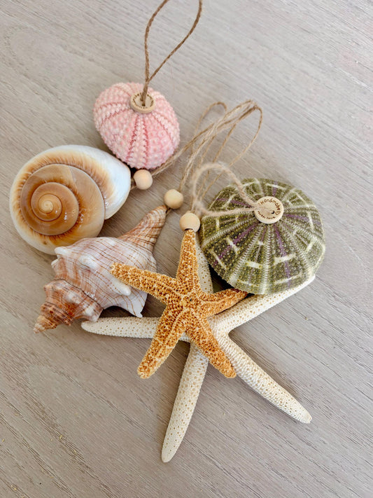 Handmade Seashells, Urchins, Starfish Ornament Set of 6, Natural Christmas Tree Decoration