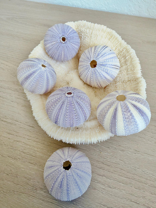 Purple Sea Urchin Shells 1.5-2.25" *You Choose Quantity*Natural Small Craft Seashells Sea Life