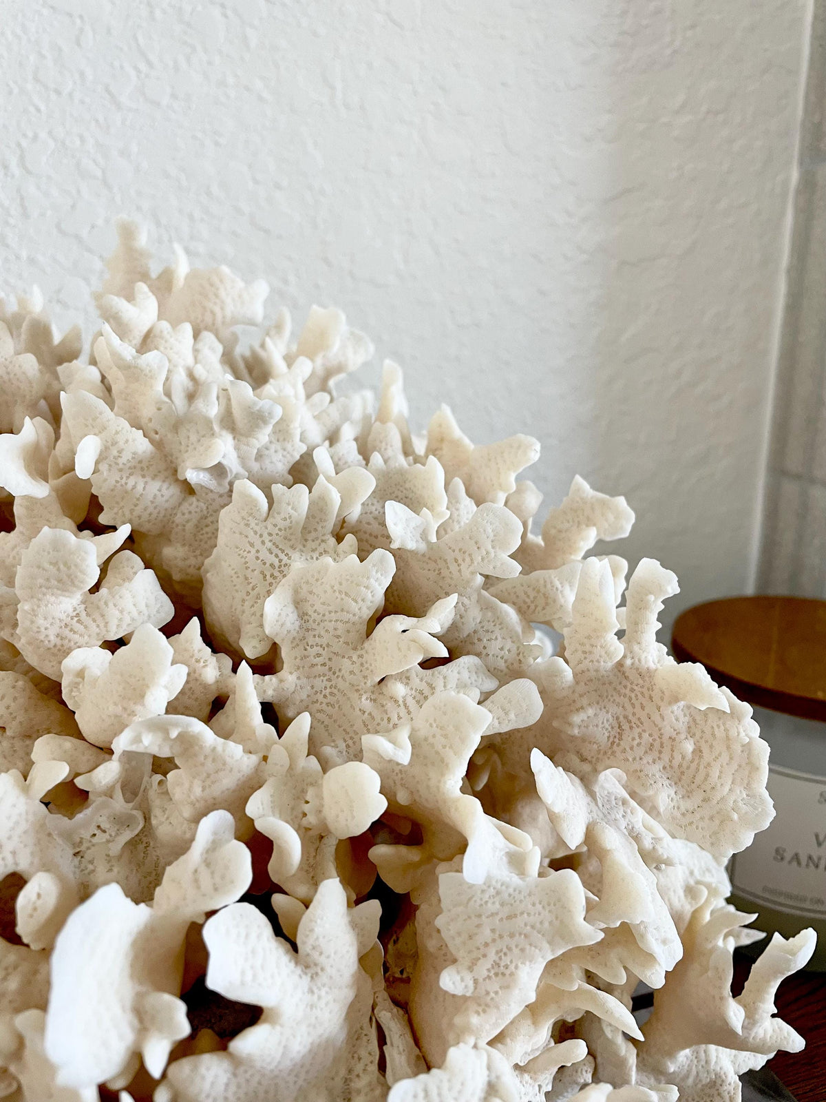 Beige Cactus Coral Fossil 13.5" x 11.5" x 10.5" XL Extra LARGE 100% Natural Specimen