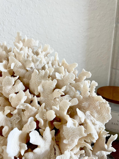 Beige Cactus Coral Fossil 13.5" x 11.5" x 10.5" XL Extra LARGE 100% Natural Specimen