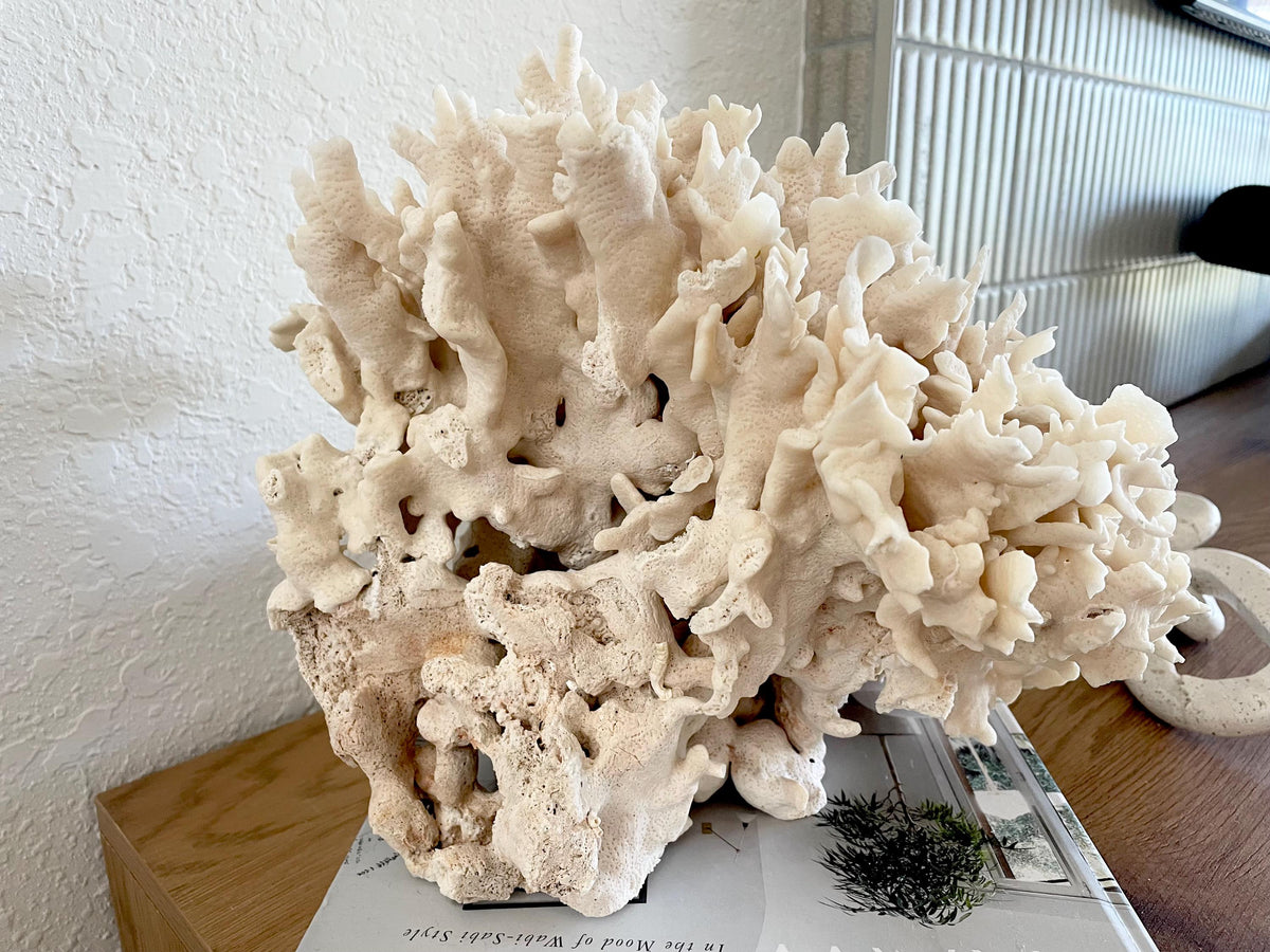 Beige Cactus Coral Fossil 13.5" x 11.5" x 10.5" XL Extra LARGE 100% Natural Specimen