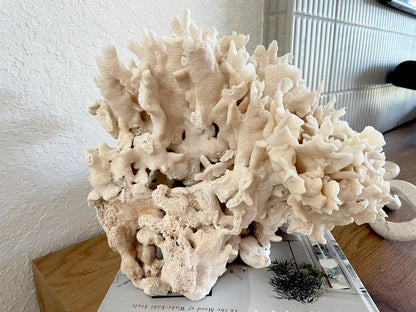 Beige Cactus Coral Fossil 13.5" x 11.5" x 10.5" XL Extra LARGE 100% Natural Specimen