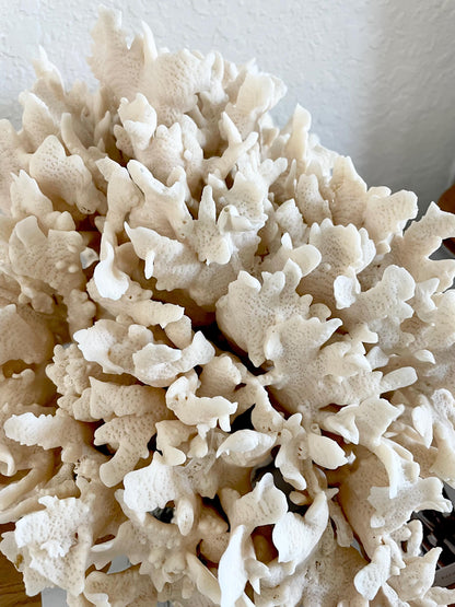 Beige Cactus Coral Fossil 13.5" x 11.5" x 10.5" XL Extra LARGE 100% Natural Specimen