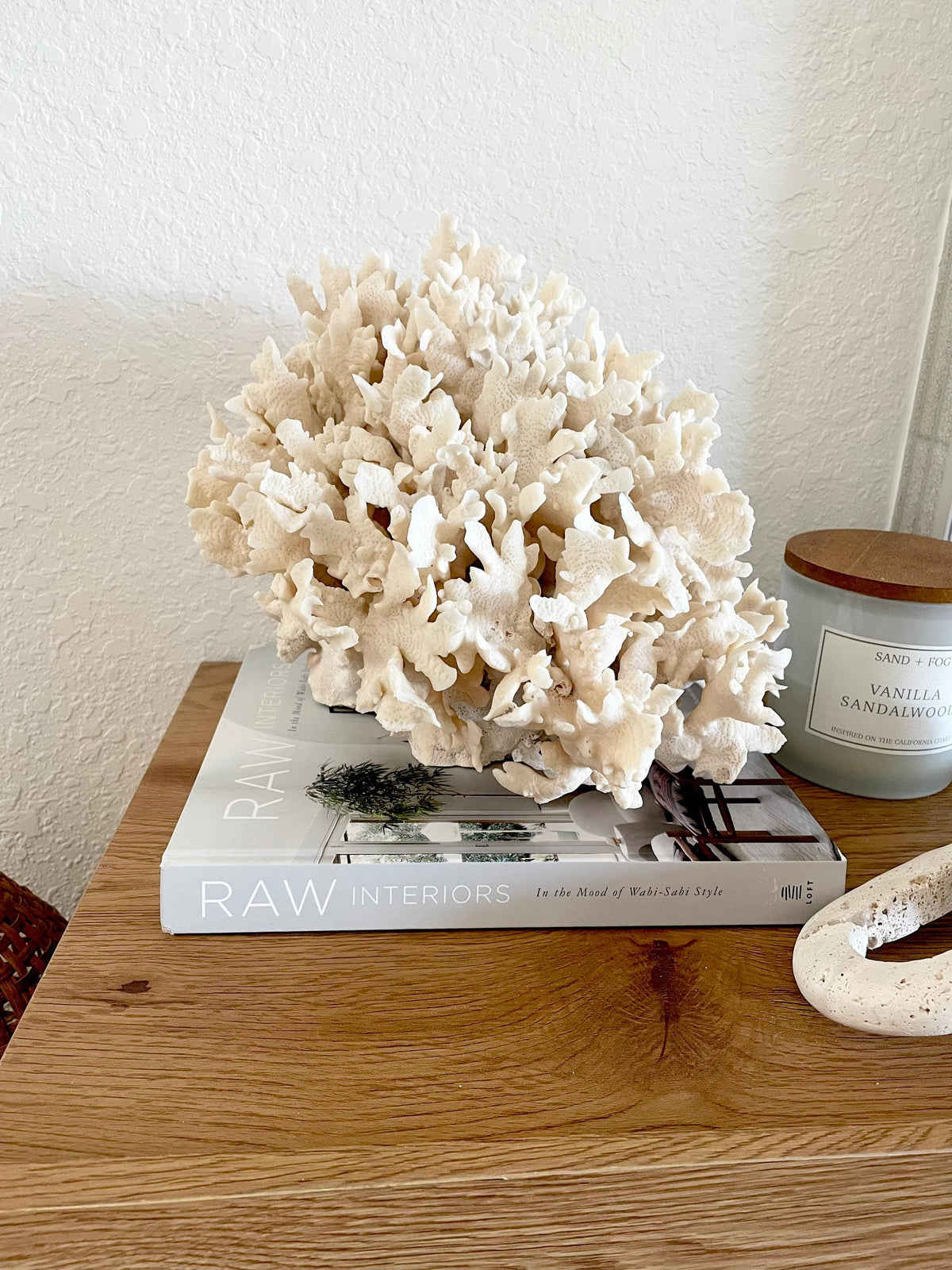 Beige Cactus Coral Fossil 13.5" x 11.5" x 10.5" XL Extra LARGE 100% Natural Specimen