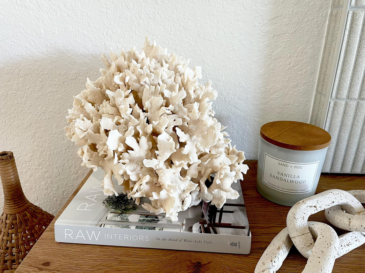Beige Cactus Coral Fossil 13.5" x 11.5" x 10.5" XL Extra LARGE 100% Natural Specimen