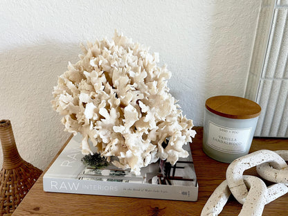 Beige Cactus Coral Fossil 13.5" x 11.5" x 10.5" XL Extra LARGE 100% Natural Specimen