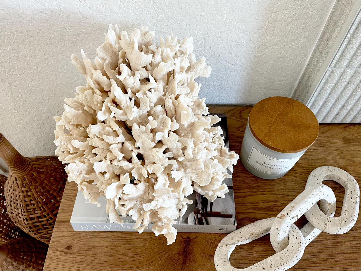 Beige Cactus Coral Fossil 13.5" x 11.5" x 10.5" XL Extra LARGE 100% Natural Specimen